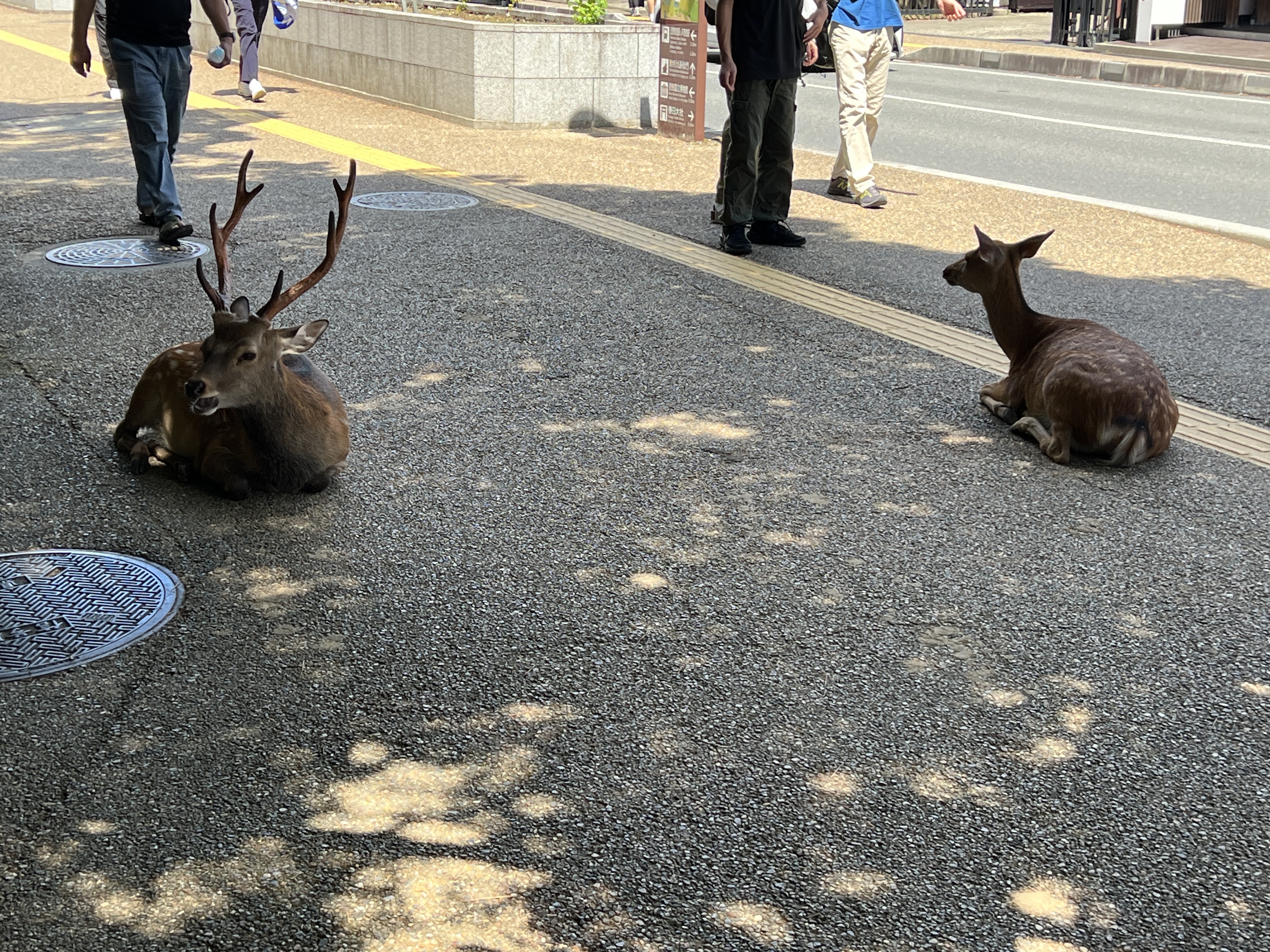 奈良公园，休憩鹿